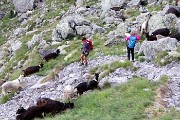92 Non potevano mancare le caprette !